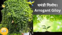 Arrogant Giloy